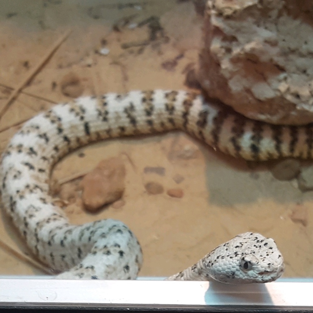 Meet your Posher, Mayra